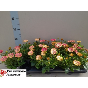 OSTEO FP PINK SAND