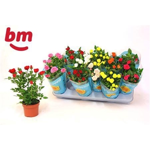 Ro B Monde Gem 7 Srt