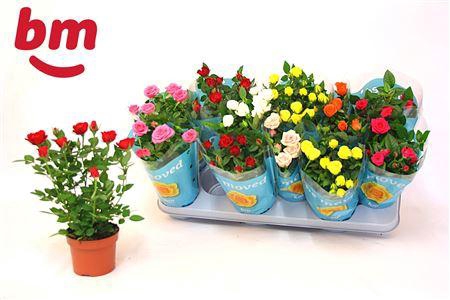 <h4>Ro B Monde Gem 7 Srt</h4>