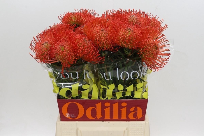 <h4>LEUCO CO SUCCESSION</h4>