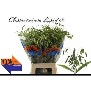 CHASMANTH LATIFOLIUM