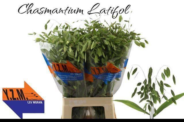 <h4>CHASMANTH LATIFOLIUM</h4>