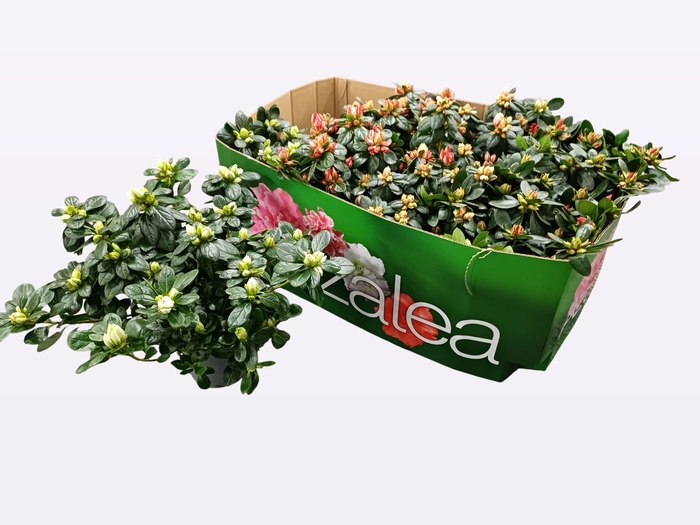 <h4>RHODO SI VOGEL GEM</h4>