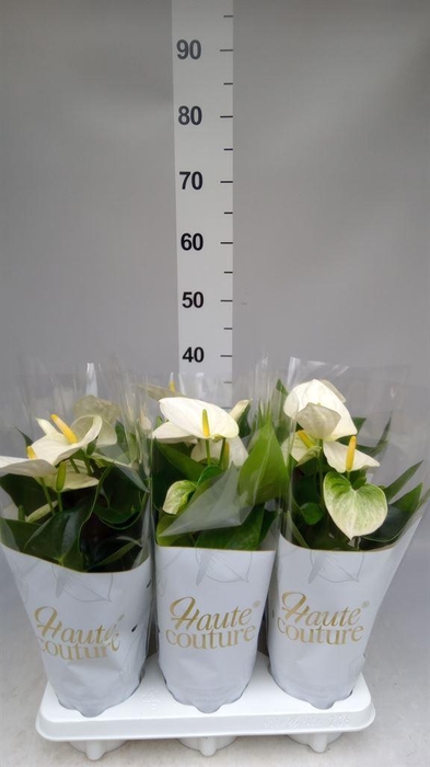 <h4>Anthurium andr. 'Cocos'</h4>