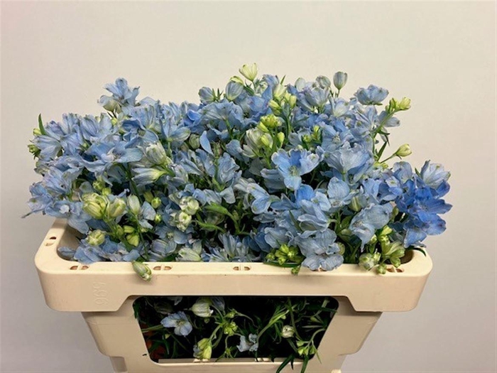 <h4>DELPH EN M PLAT BLUE</h4>