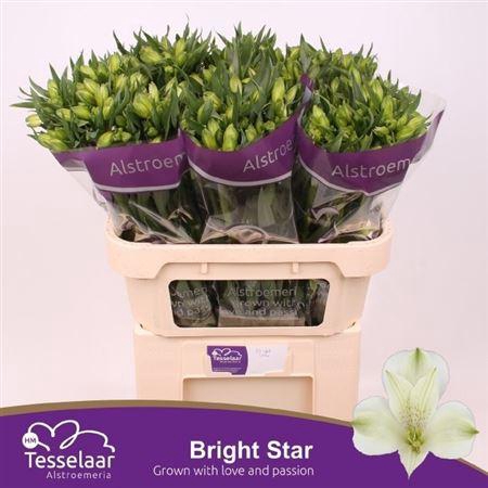 <h4>Alstr Bright Star</h4>