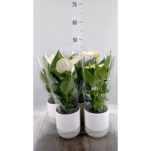 Anthurium  'Karma White'