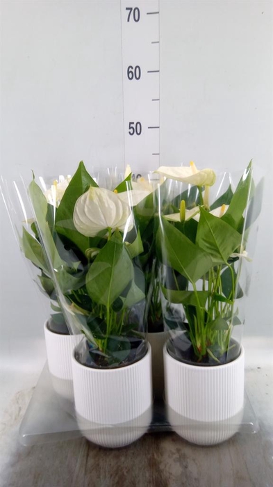 <h4>Anthurium 'Karma White'</h4>