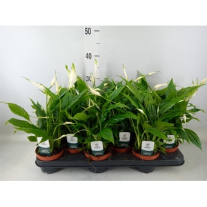 Spathiphyllum  'Chopin'