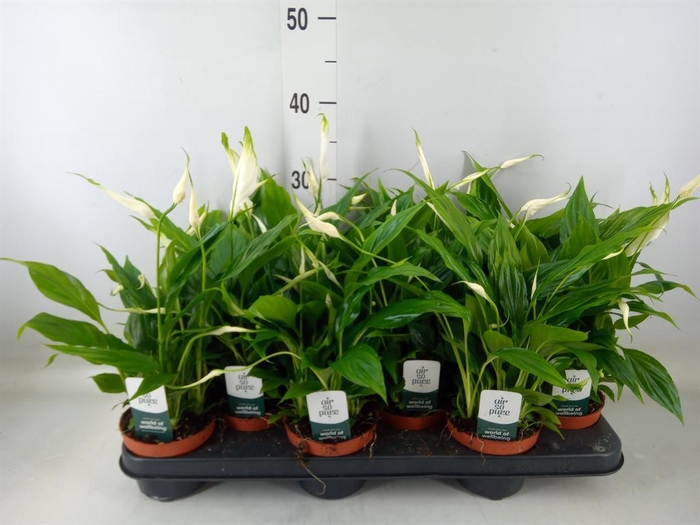 <h4>Spathiphyllum  'Chopin'</h4>