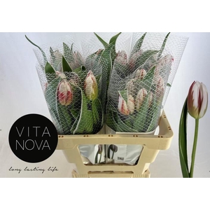 TU EN HAPPY GENERATI