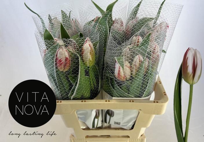 <h4>TU EN HAPPY GENERATI</h4>