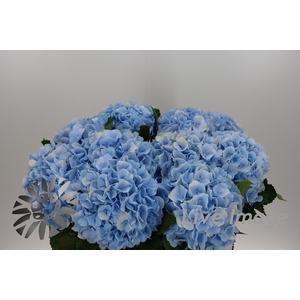 Hydrangea verena blue