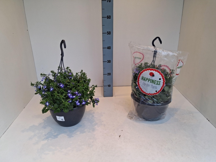 <h4>PERKPL MIXK</h4>