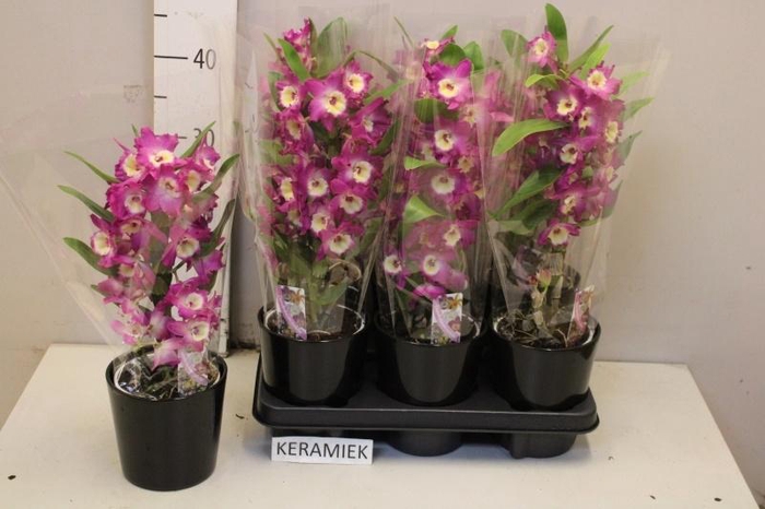 <h4>DEND NOBILE</h4>