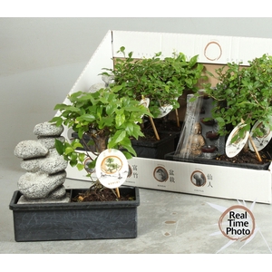 BONSAI GEM