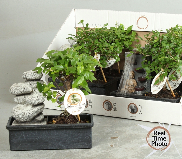 <h4>BONSAI GEM</h4>