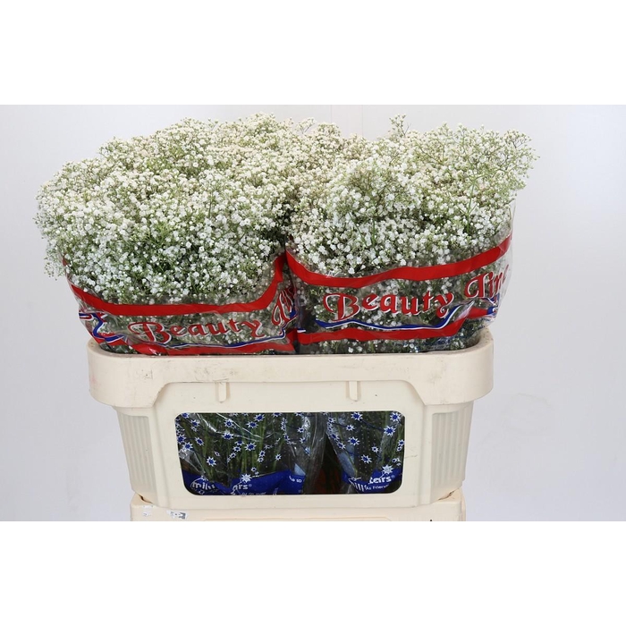 <h4>Gyps Million Stars</h4>