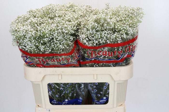 <h4>Gyps Million Stars</h4>