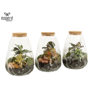 90682: Terrarium arrangement