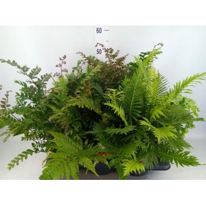 Ferns   ...mix