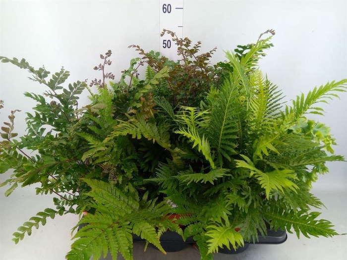 <h4>Ferns   ...mix</h4>