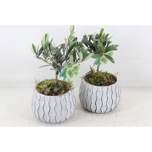 arr3 SN - Ker. squigle pot Olijf x6