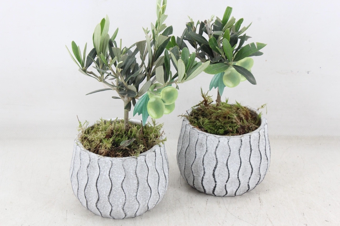 <h4>arr3 SN  - Ker. squigle pot Olijf x6</h4>