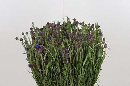 <h4>CENTAUREA CYANUS CENTAUREA BLAUW</h4>