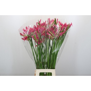 Nerine Pink Spunky