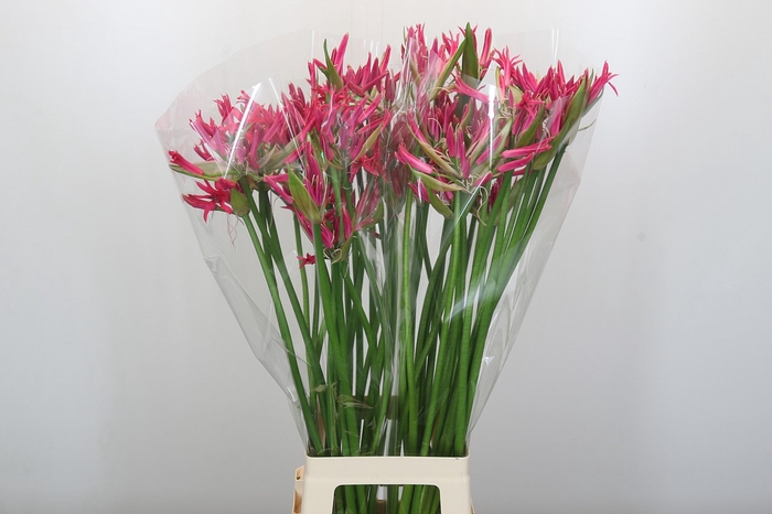 Nerine Pink Spunky
