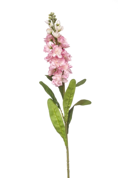 <h4>Matthiola spray pink 80cm</h4>