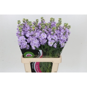 Matthiola Iron Marine