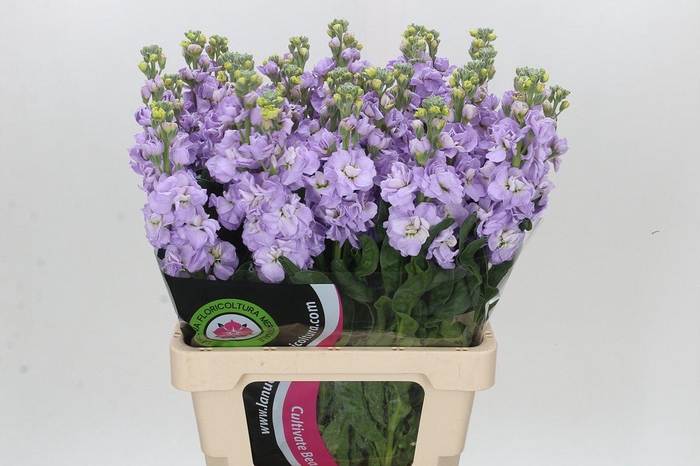 <h4>Matthiola Iron Marine</h4>