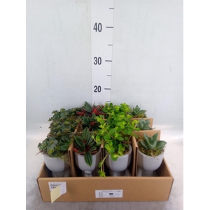 Arr. Kamerplant Groen L%