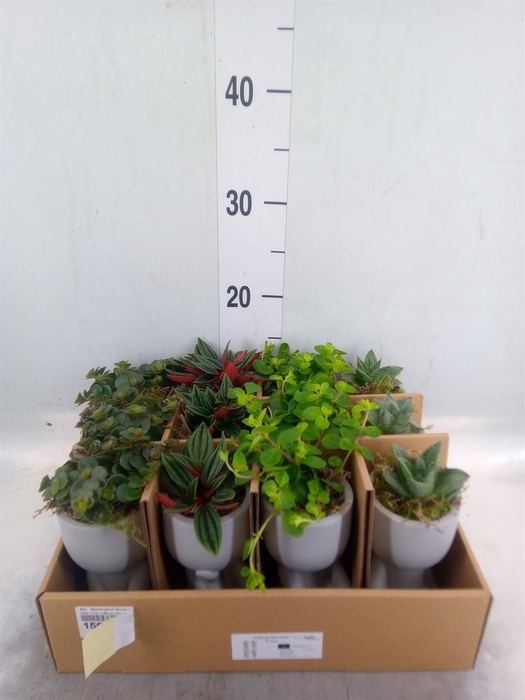 <h4>Arr.   Kamerplant Groen L%</h4>