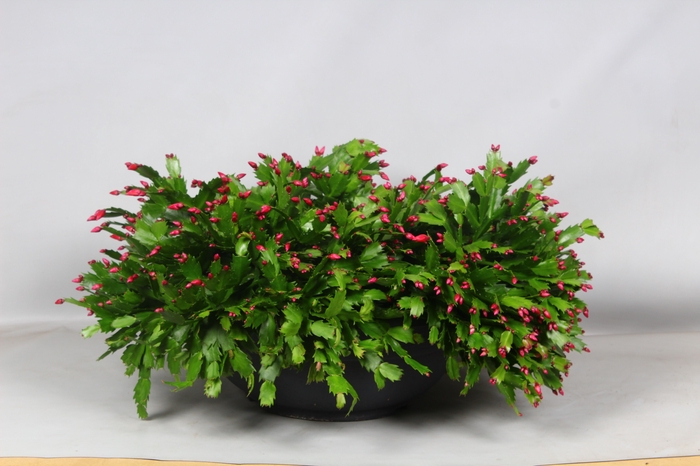 <h4>Schlumbergera Maxi Schaal</h4>