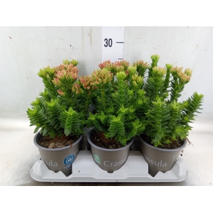 Crassula coccinea