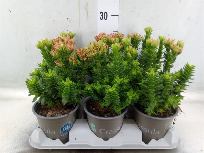 <h4>Crassula coccinea</h4>