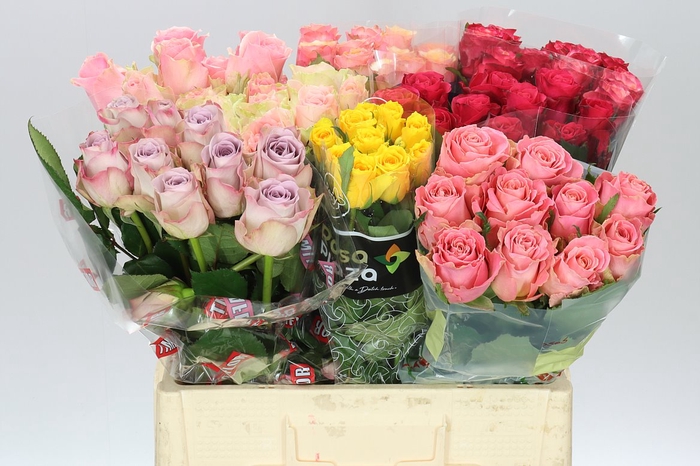 <h4>Rosa Gr Gemengd Fantasy</h4>