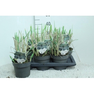 Leymus arenarius (Zandhaver) Blue Dune