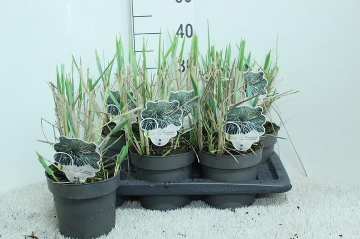 <h4>Leymus arenarius (Zandhaver) Blue Dune</h4>