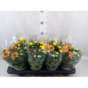 Chrysanthemum  'Rosanna Car'  ..mix