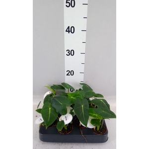 Alocasia   ...