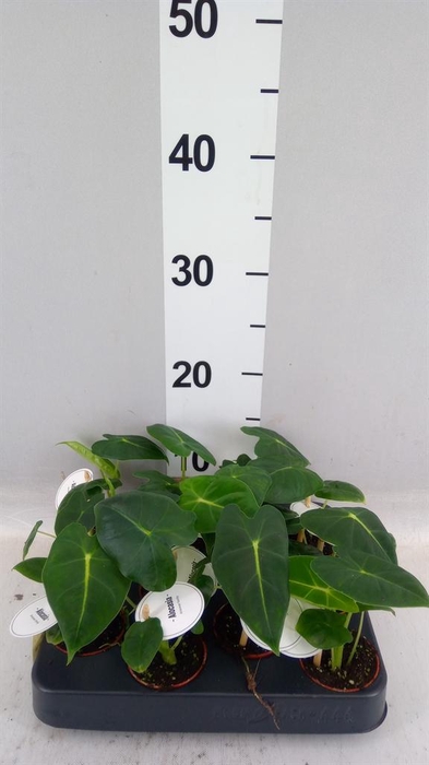 <h4>Alocasia   ...</h4>