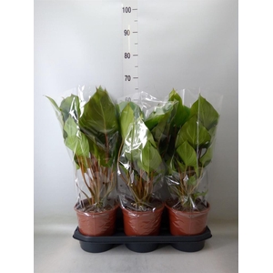 Homalomena rubescens 'Maggy'