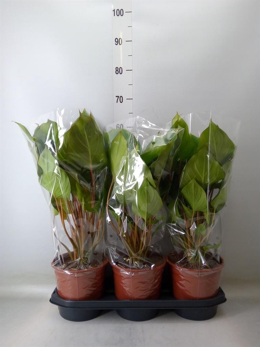<h4>Homalomena rubescens 'Maggy'</h4>