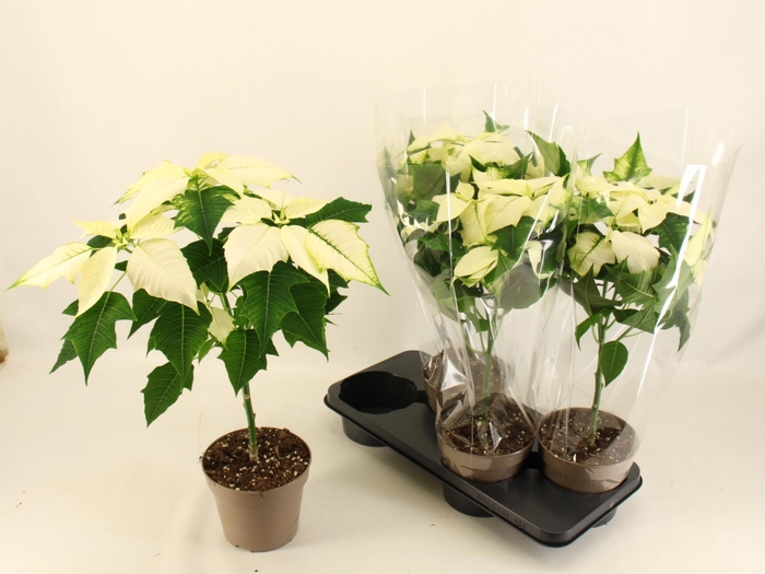 <h4>EUPHOR P ALASKA</h4>