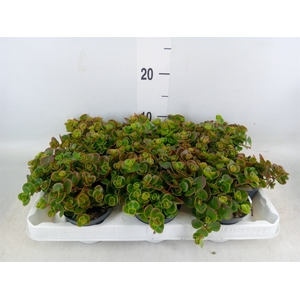 Sedum album 'Coral Carpet'