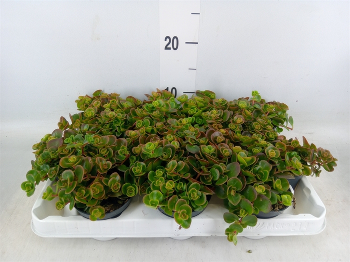 <h4>Sedum album 'Coral Carpet'</h4>